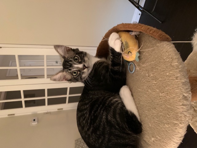 Marble, a Adoptable Tabby in Monrovia , CA image 1/4