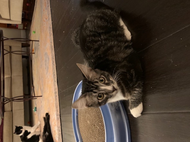 Marble, a Adoptable Tabby in Monrovia , CA image 2/4