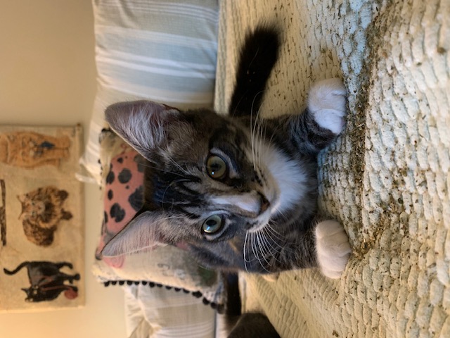 Marble, Adoptable, Kitten Male Tabby.