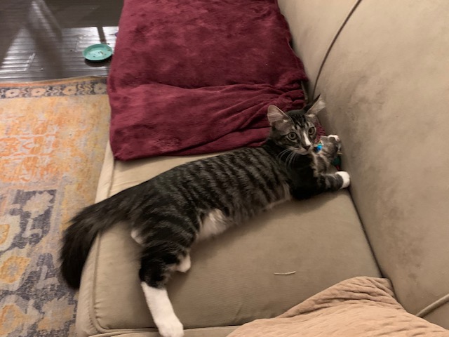 Marble, a Adoptable Tabby in Monrovia , CA image 4/4