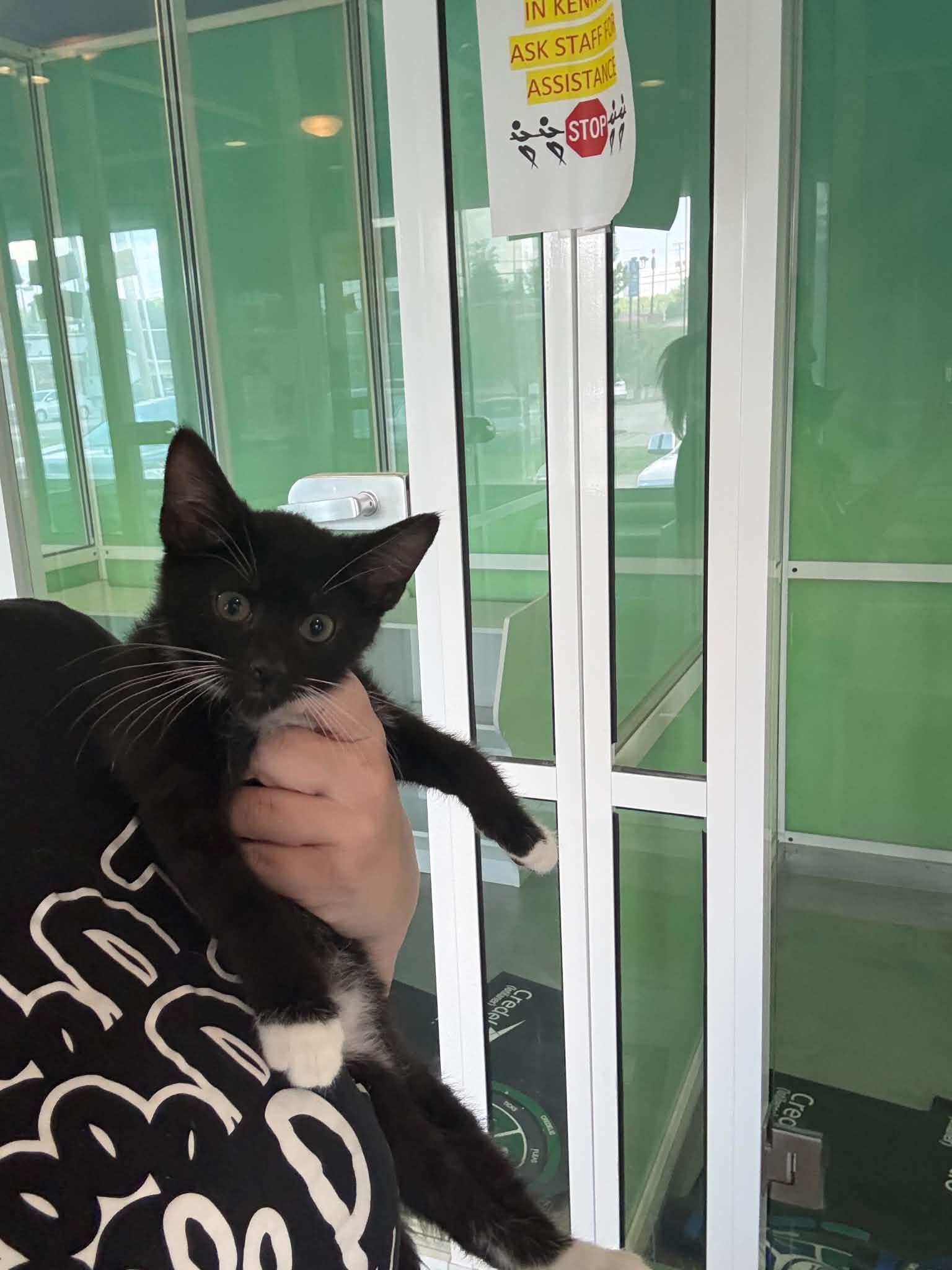 Enlarge Chuckie Finster, a ADOPTABLE American Shorthair in Barboursville, WV image 1/1