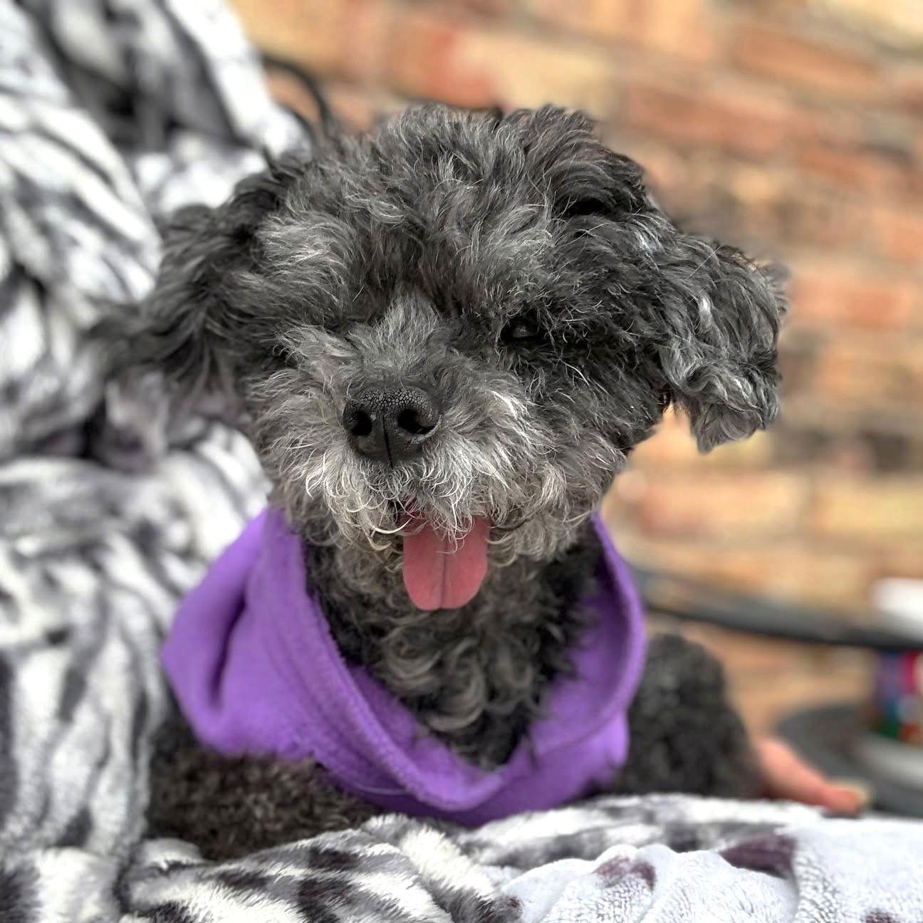 Truffles TX, Adoptable, Senior Female Shih Tzu & Poodle.