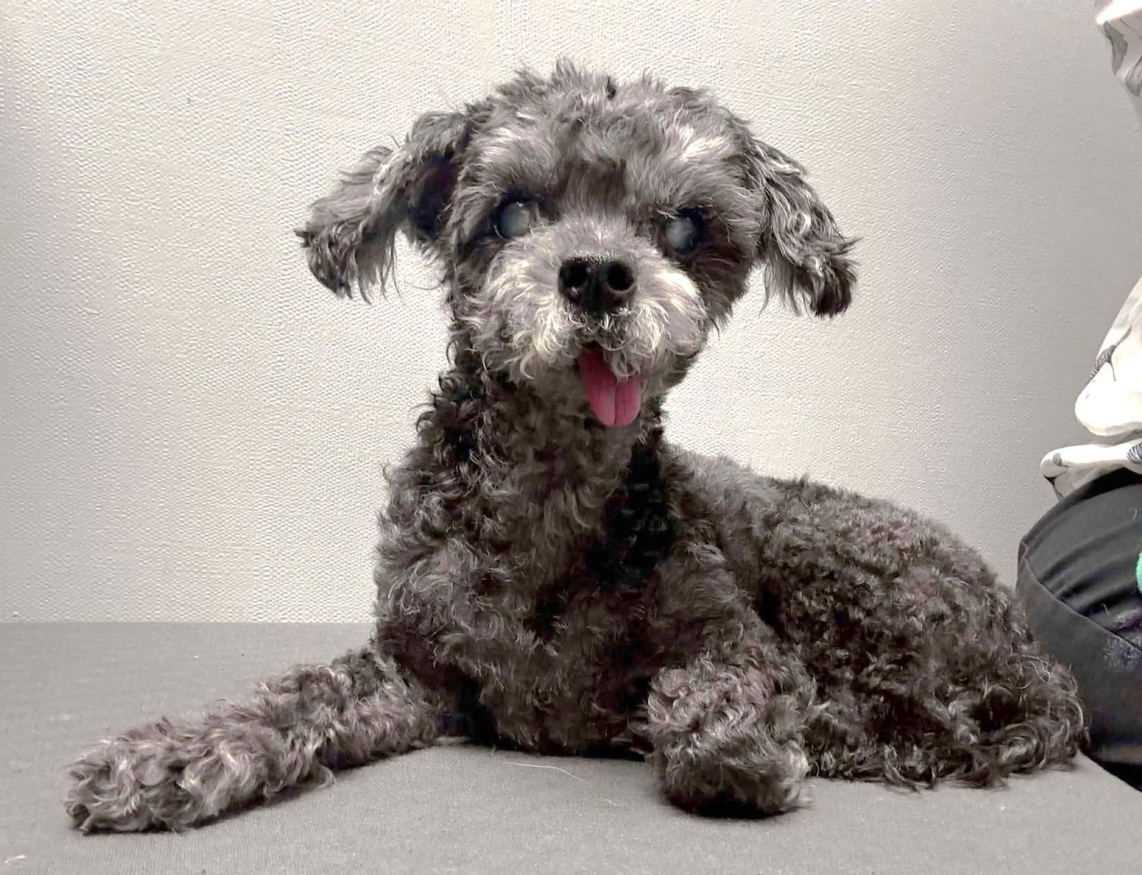 Truffles TX, a Adoptable mixed breed in Boonton, NJ image 2/3