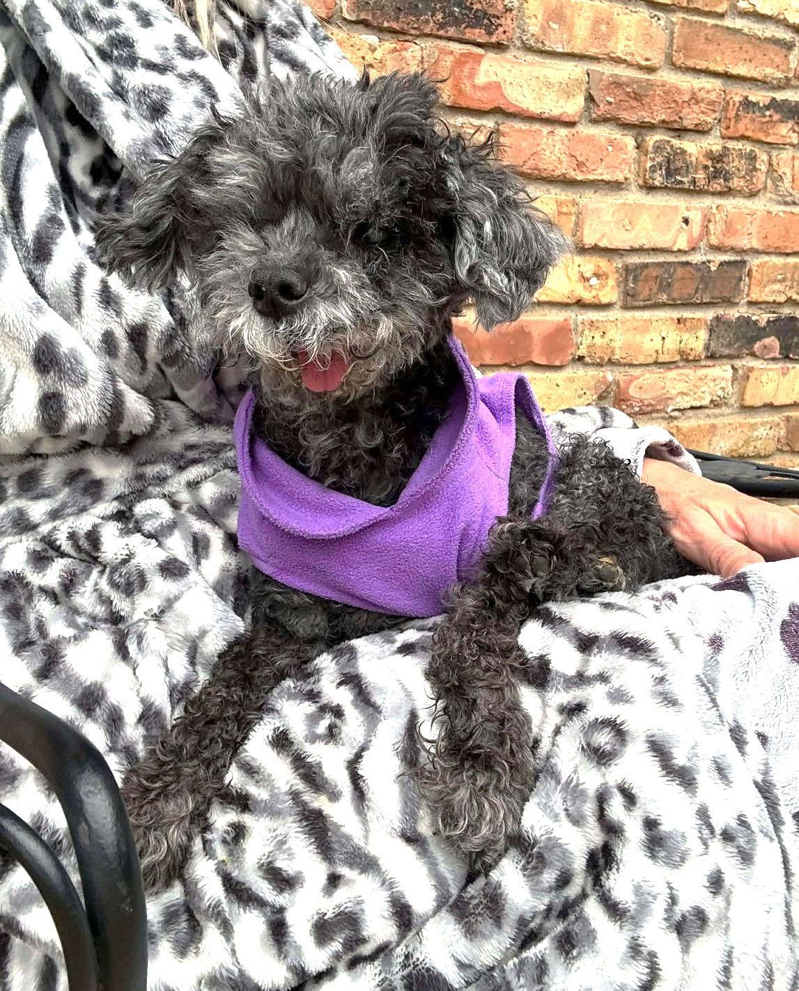 Truffles TX, a Adoptable mixed breed in Boonton, NJ image 3/3