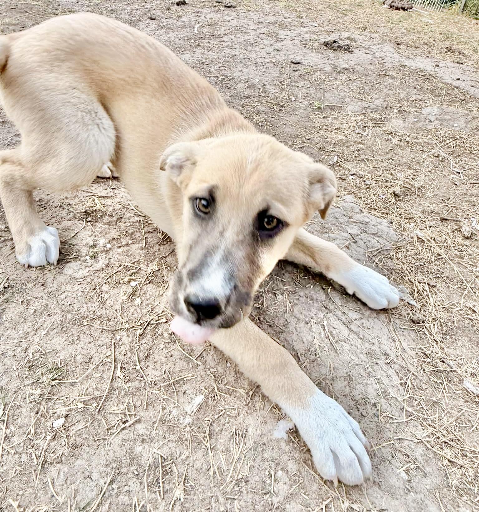 Enlarge Fluffle , a Adoptable Anatolian Shepherd in Poughkeepsie, NY image 3/6