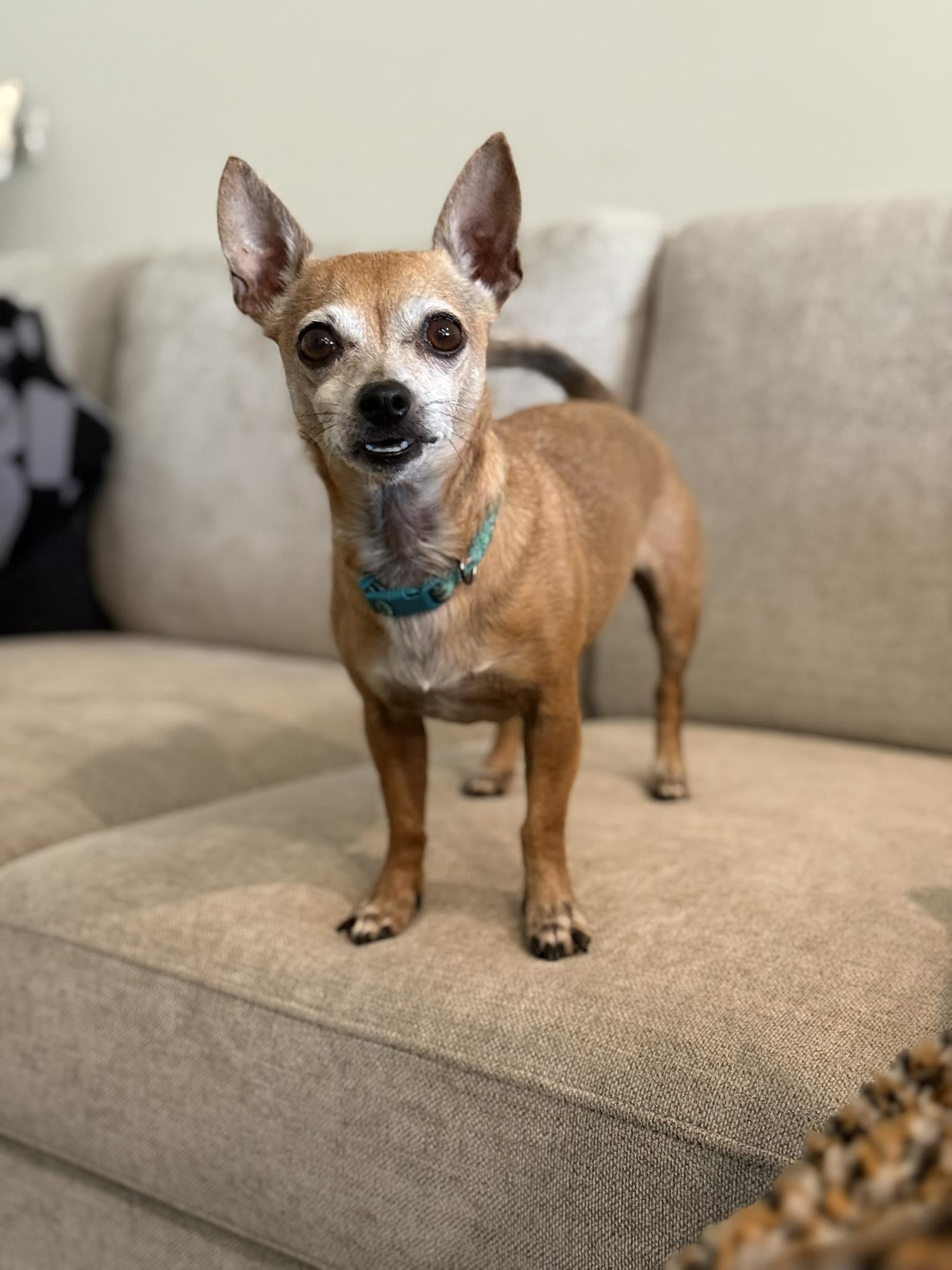 Briar, Adopted, Young Female Chihuahua.