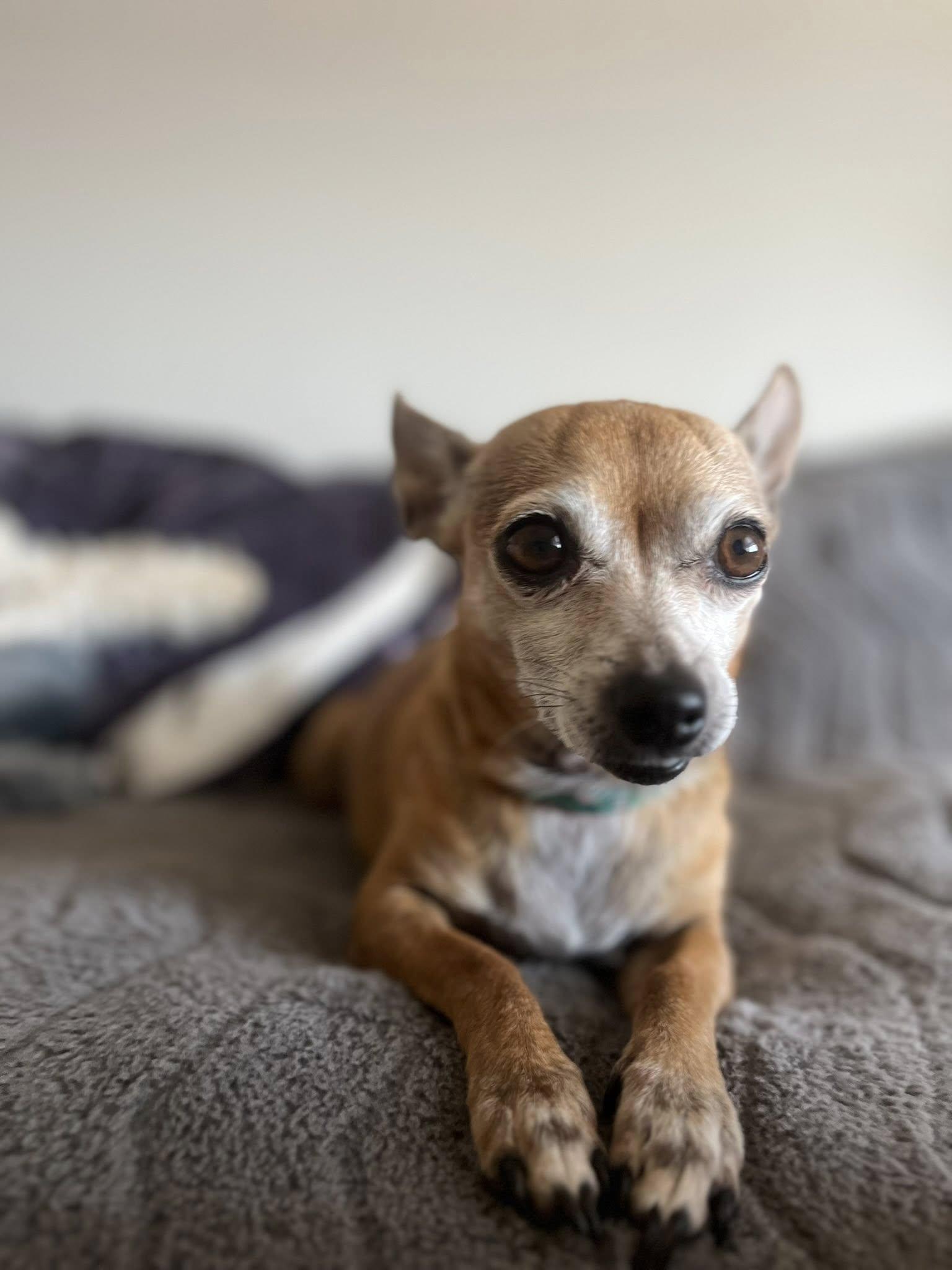 Briar, a Adopted Chihuahua in Greenville, SC image 2/3