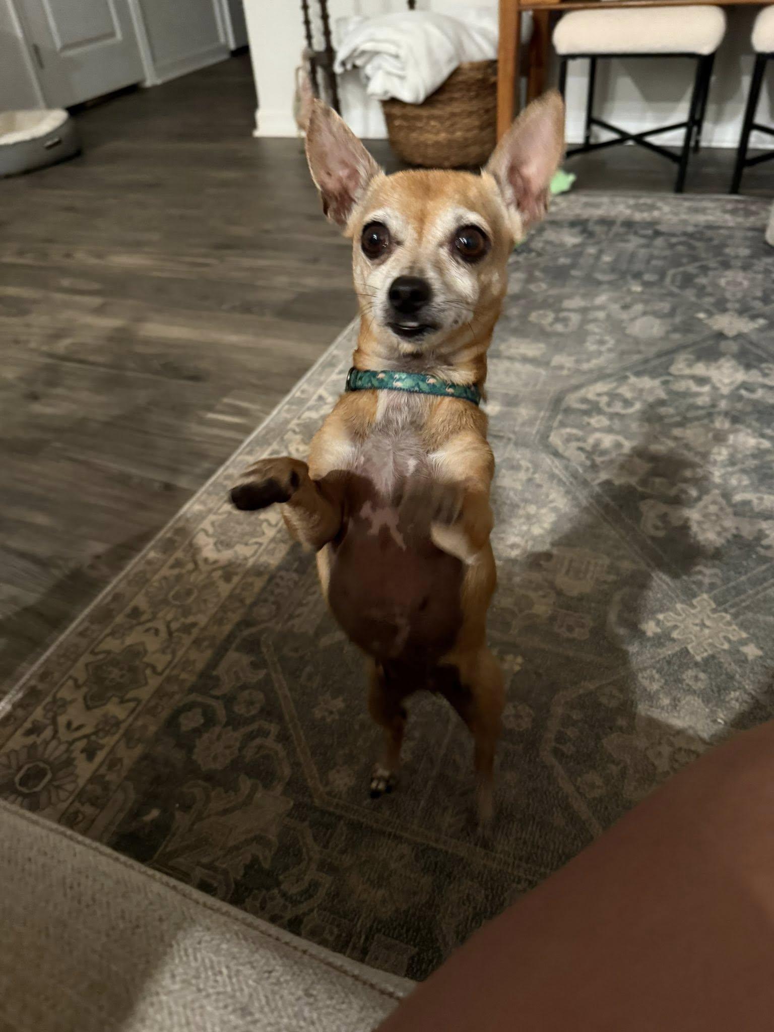 Briar, a Adopted Chihuahua in Greenville, SC image 3/3