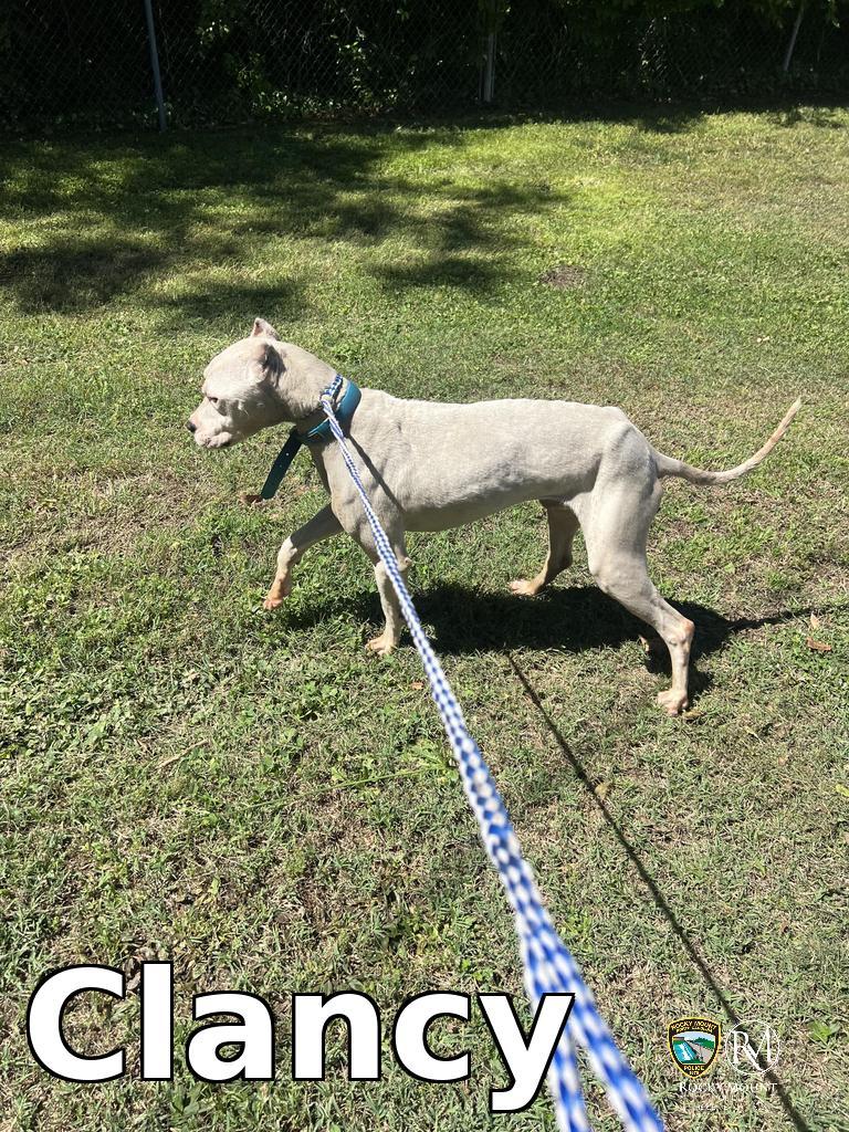 Clancy, Adoptable, Adult Male Pit Bull Terrier.