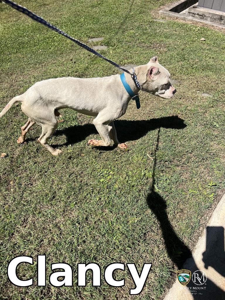 Enlarge Clancy, a Adoptable Pit Bull Terrier in Rocky Mount, NC image 2/2