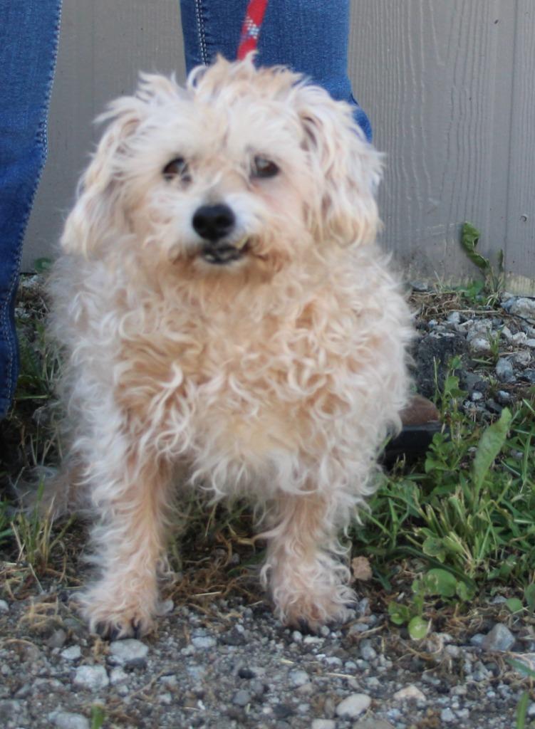 Enlarge Jenny, a Adoptable mixed breed in Vacaville, CA image 1/1
