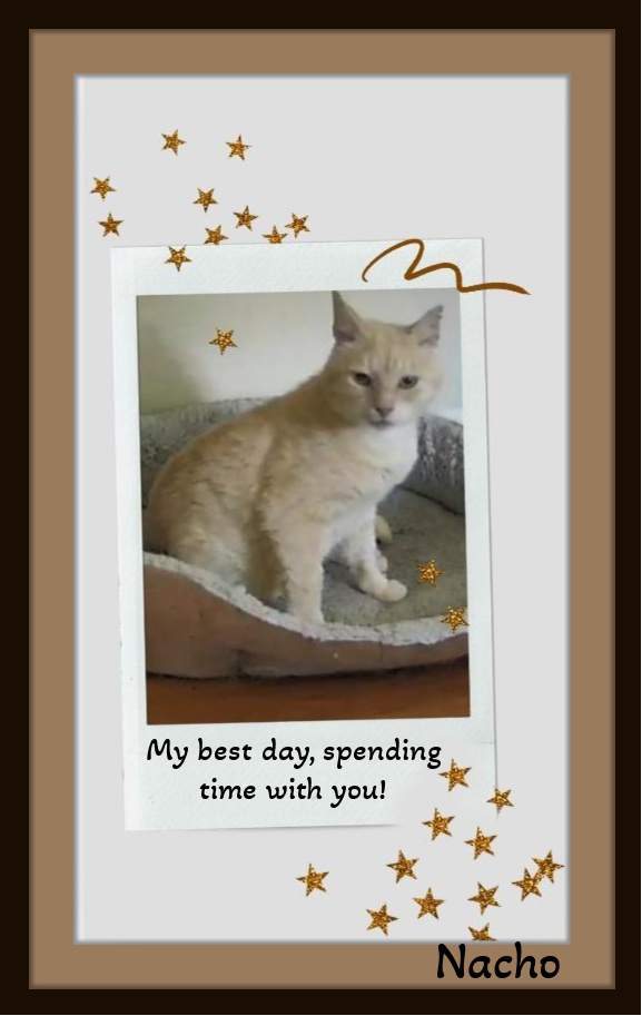 Nacho  - Adapts easily, Snuggler, easy-going., Adult Male Domestic Short Hair