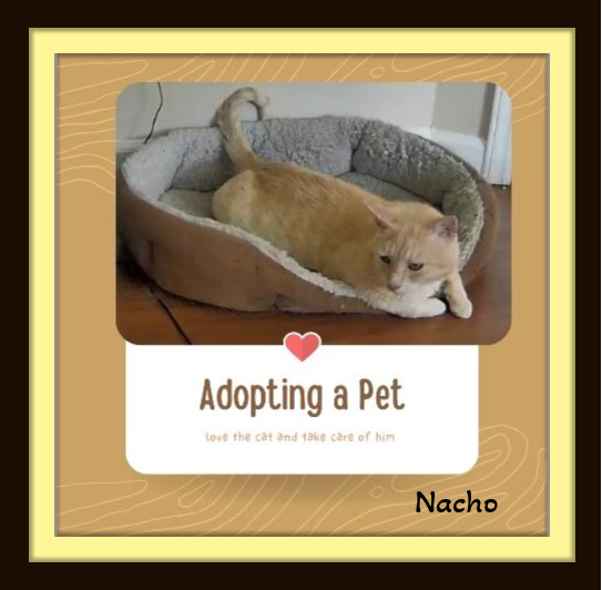 Nacho - Adapts easily, Snuggler, easy-going. photo 2