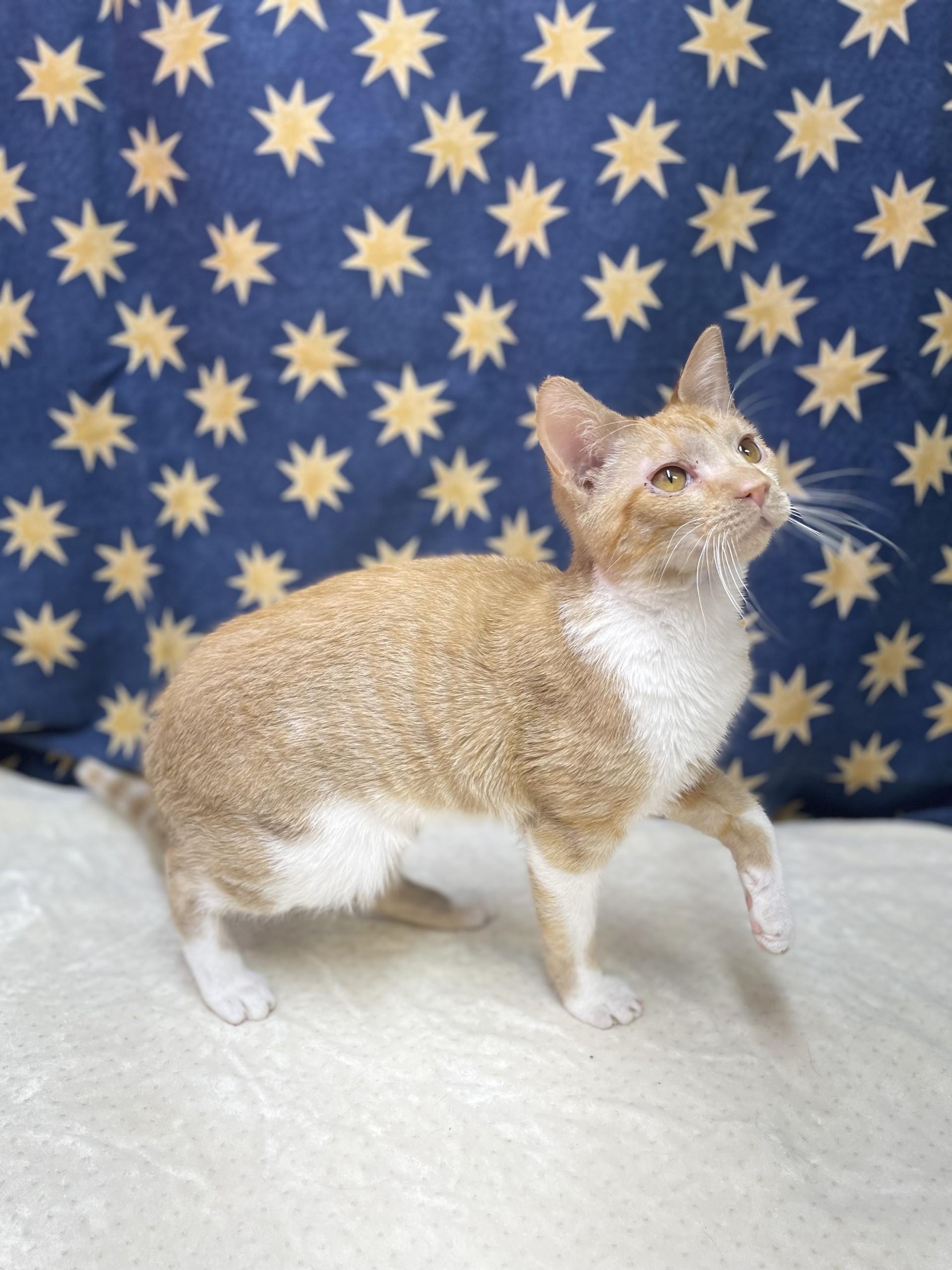 Simba, an adoptable mixed breed in Upper Sandusky, OH image 3/4