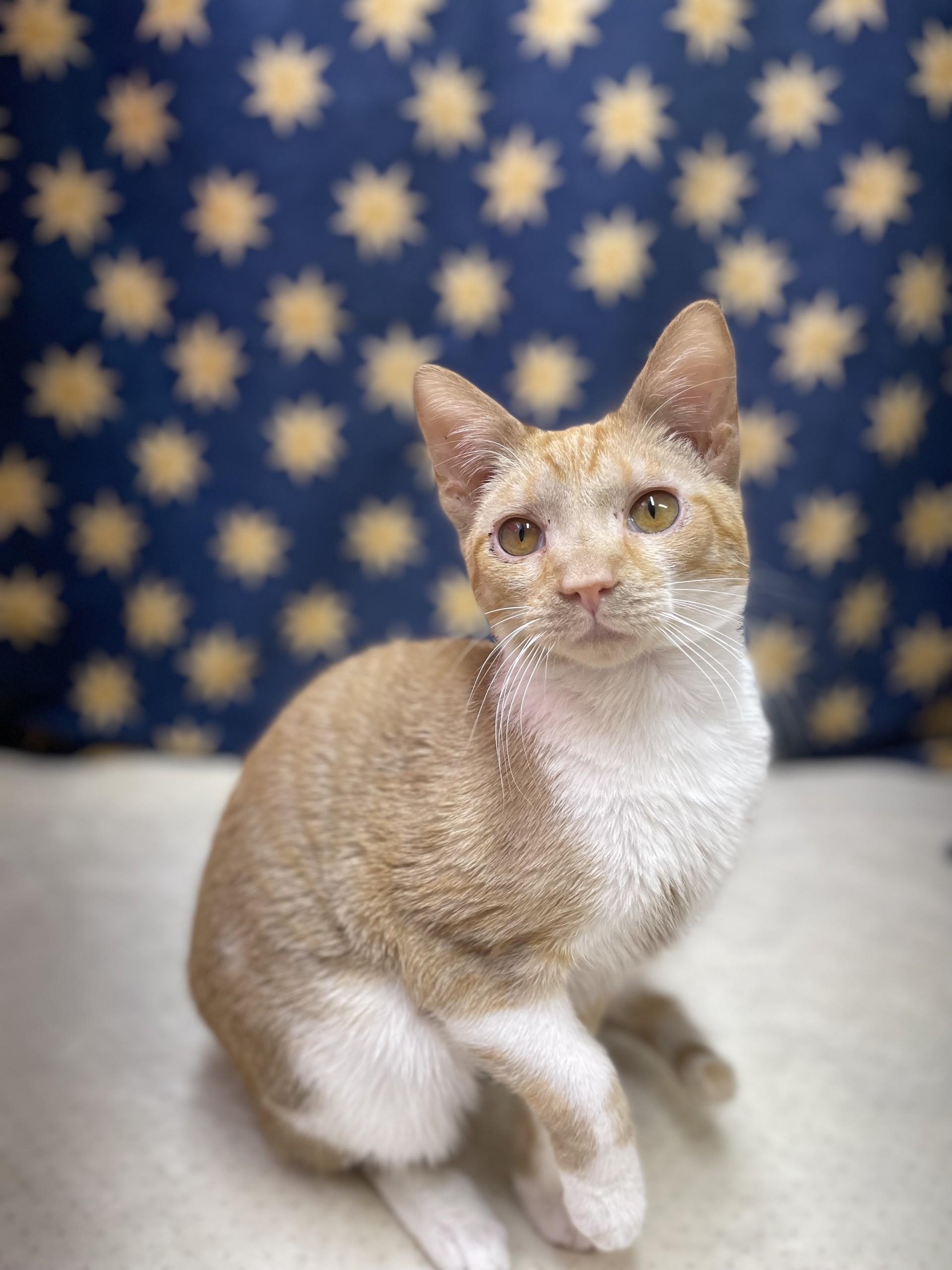 Simba, adoptable, Young Male Domestic Short Hair.