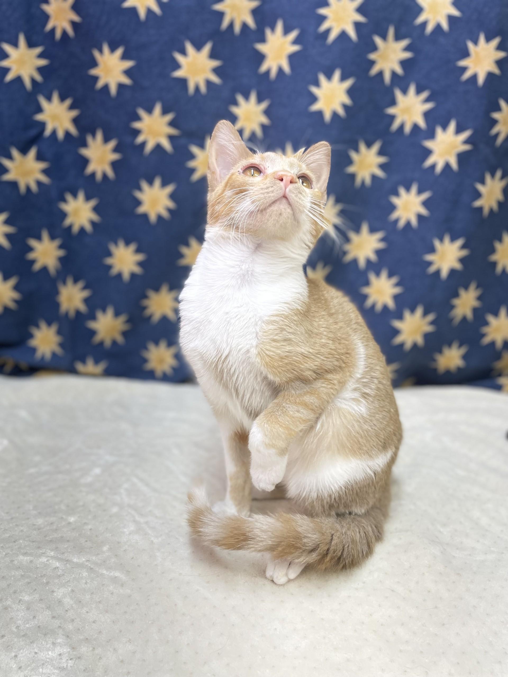 Simba, an adoptable mixed breed in Upper Sandusky, OH image 2/4