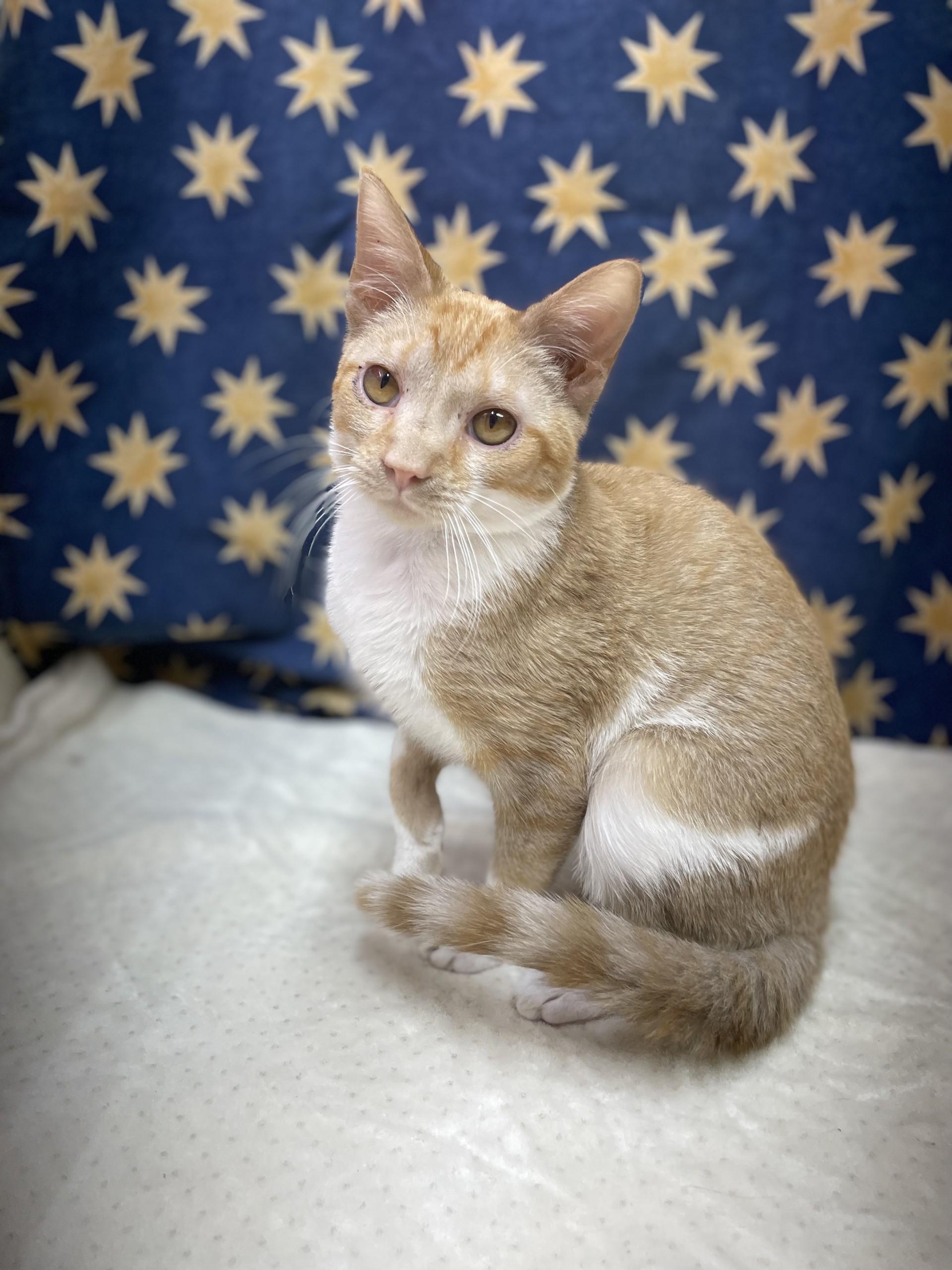 Simba, an adoptable mixed breed in Upper Sandusky, OH image 4/4