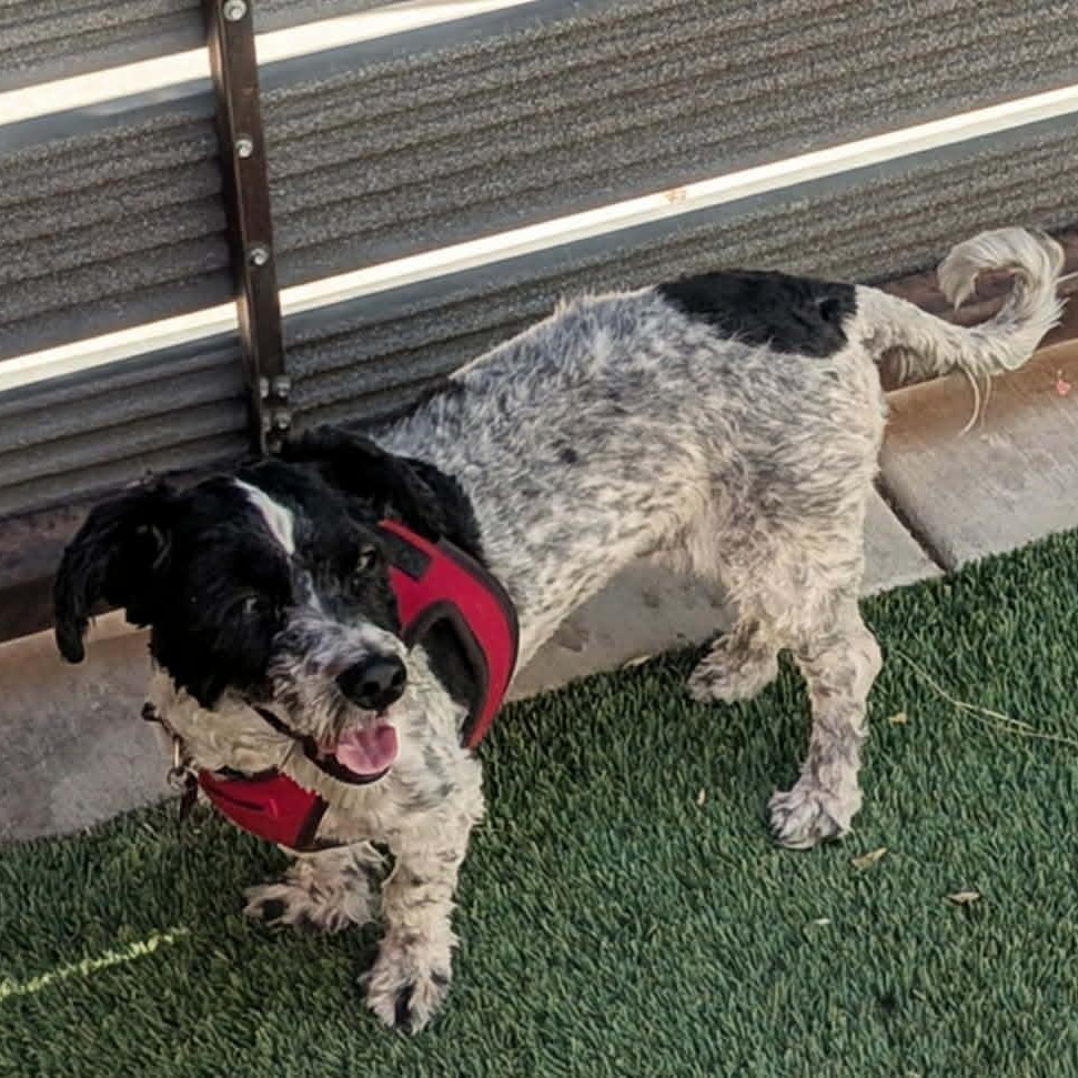 SELENA, a ADOPTABLE mixed breed in Marana, AZ image 2/3