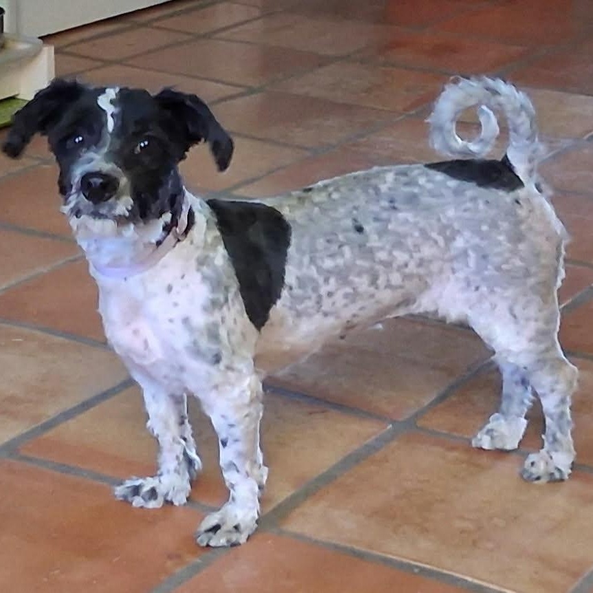 SELENA, ADOPTABLE, Adult Female Havanese & Miniature Poodle.