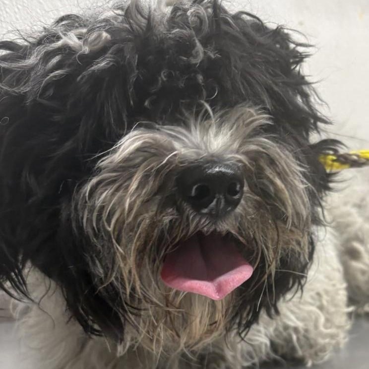 SELENA, a ADOPTABLE mixed breed in Marana, AZ image 3/3