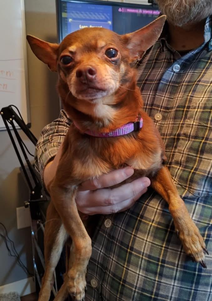 Enlarge Bandit, a Adoptable Chihuahua in Grove City, OH image 1/2