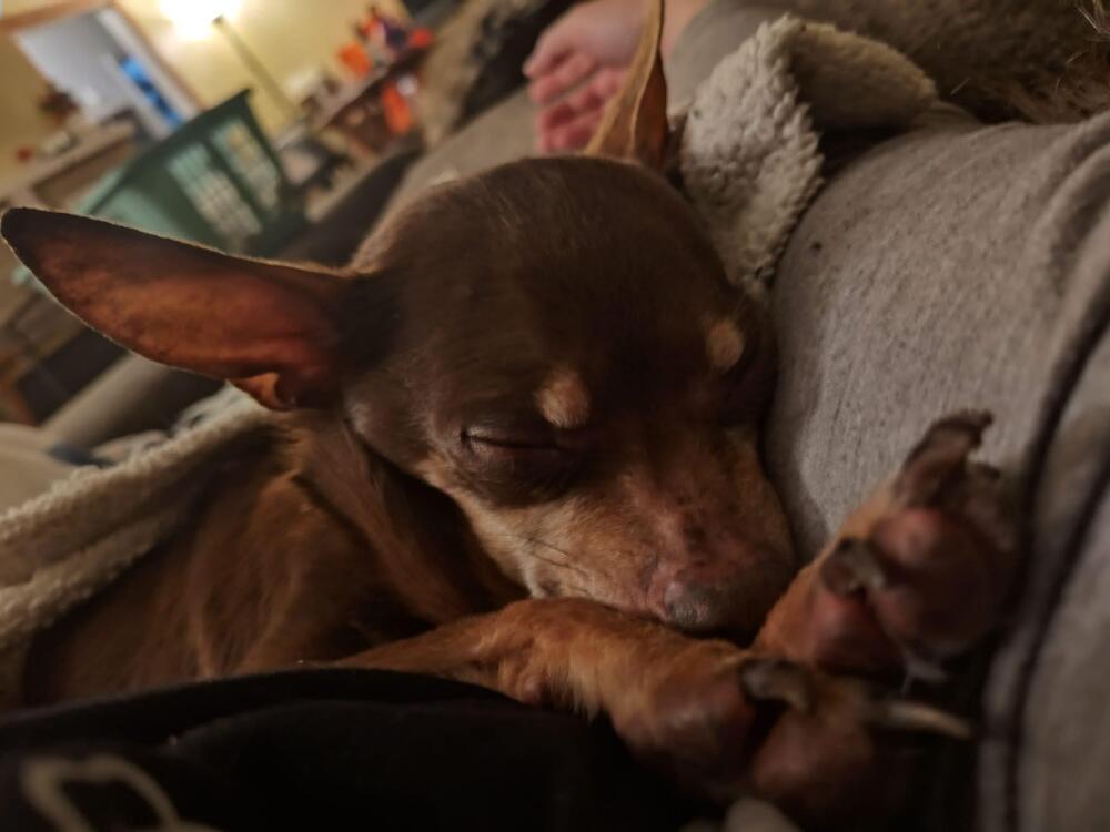 Enlarge Bandit, a Adoptable Chihuahua in Grove City, OH image 2/2