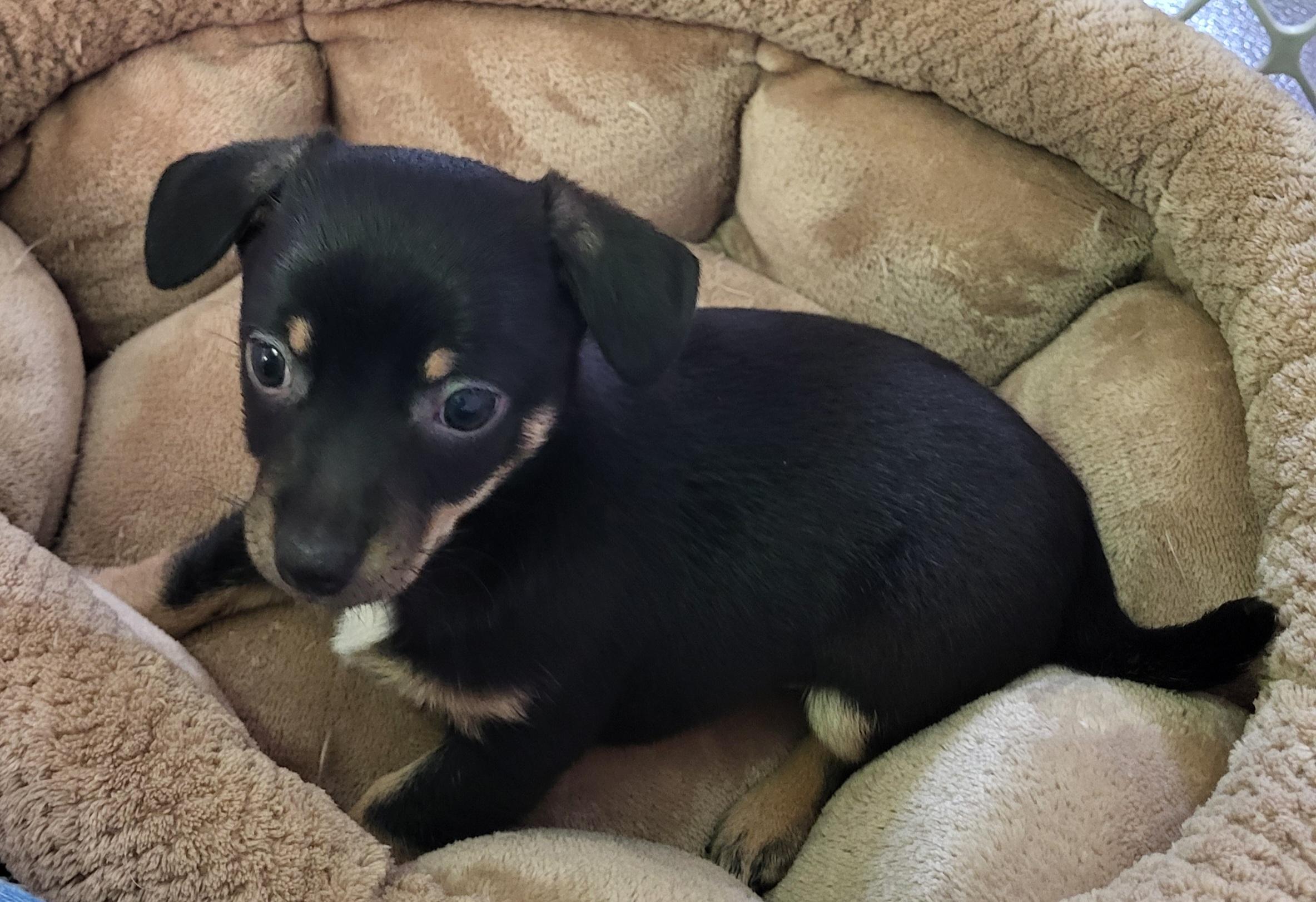 Enlarge Butch, an adopted Chihuahua in Anna, IL image 1/2