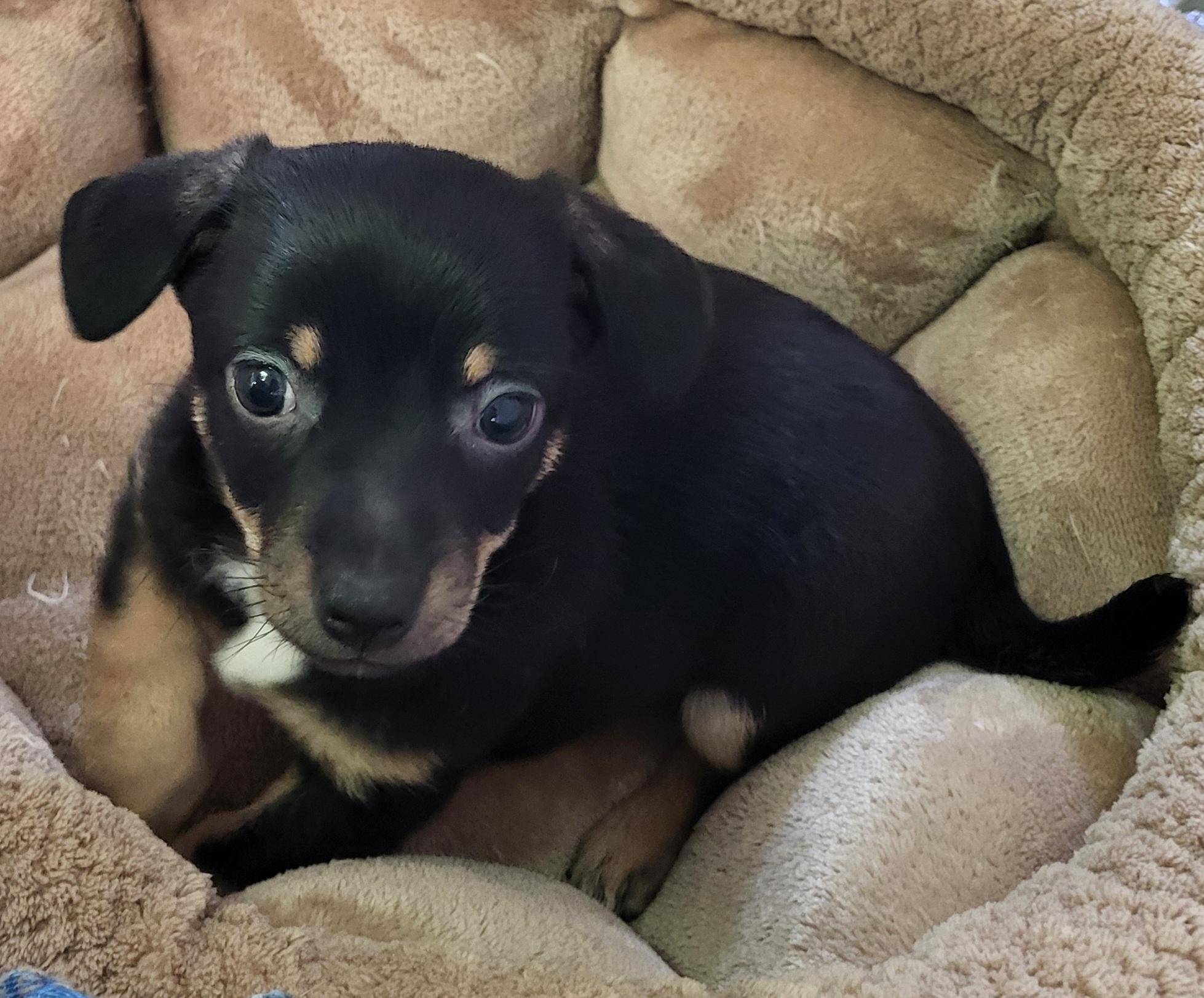 Enlarge Butch, an adopted Chihuahua in Anna, IL image 2/2