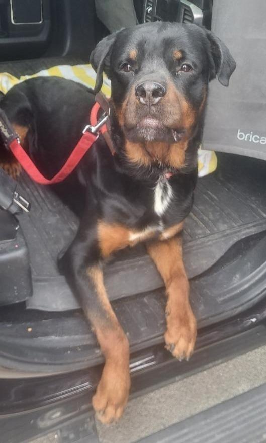 Enlarge CHAD, a ADOPTABLE Rottweiler in Oswego, IL image 3/3