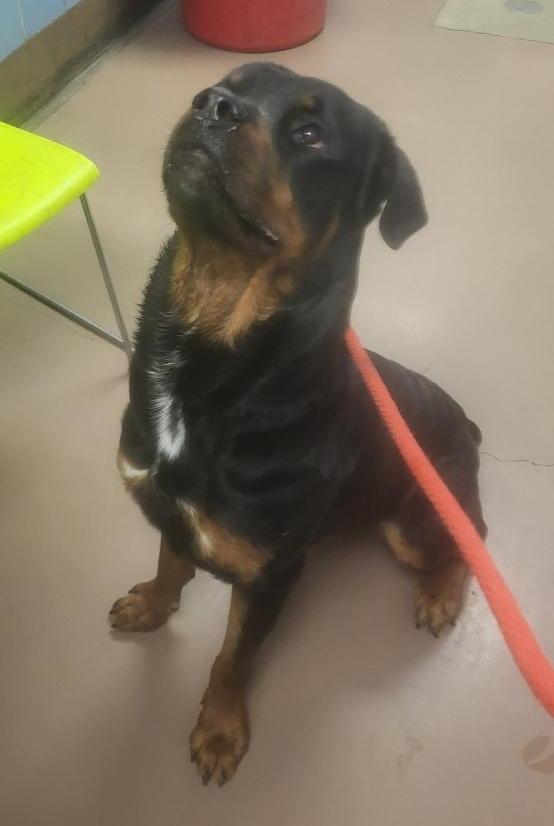 Enlarge CHAD, a ADOPTABLE Rottweiler in Oswego, IL image 1/3