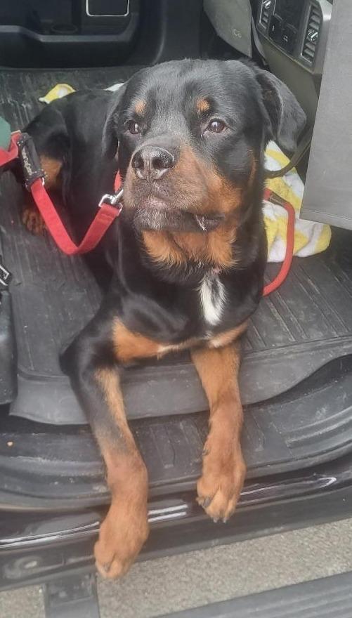 Enlarge CHAD, a ADOPTABLE Rottweiler in Oswego, IL image 2/3