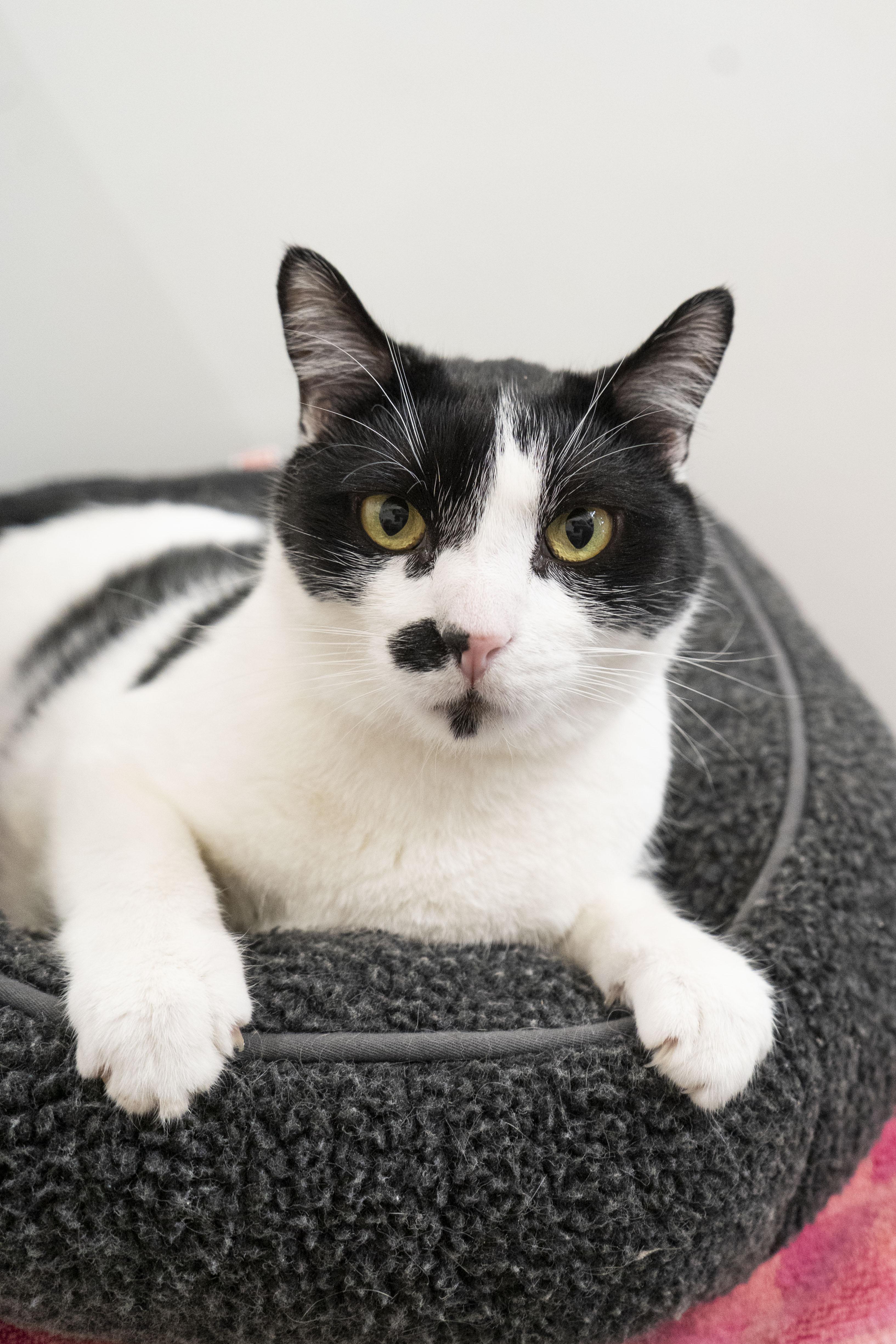 Dan Dan, a ADOPTABLE Domestic Short Hair in Boise, ID image 1/4