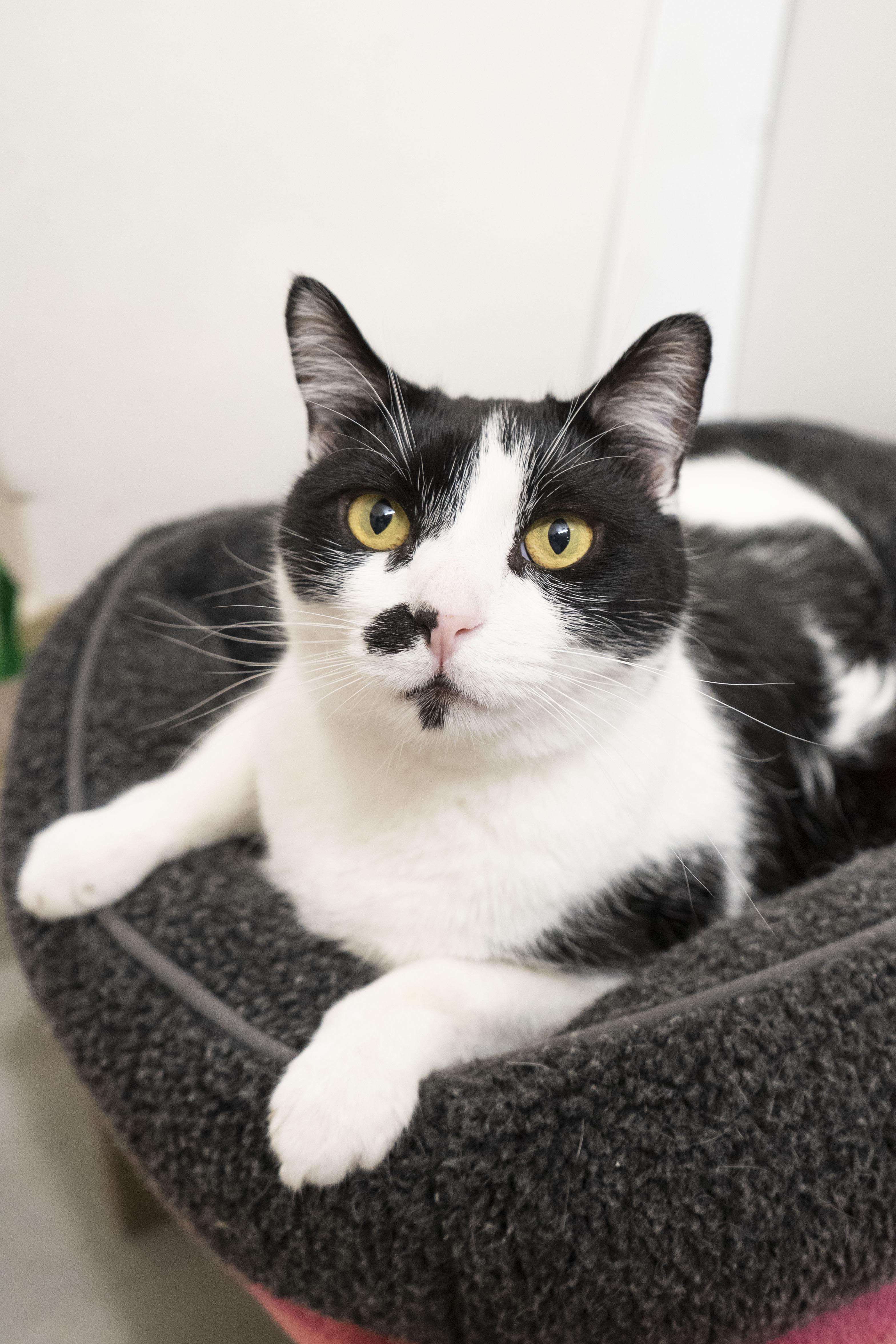 Dan Dan, a ADOPTABLE Domestic Short Hair in Boise, ID image 2/4