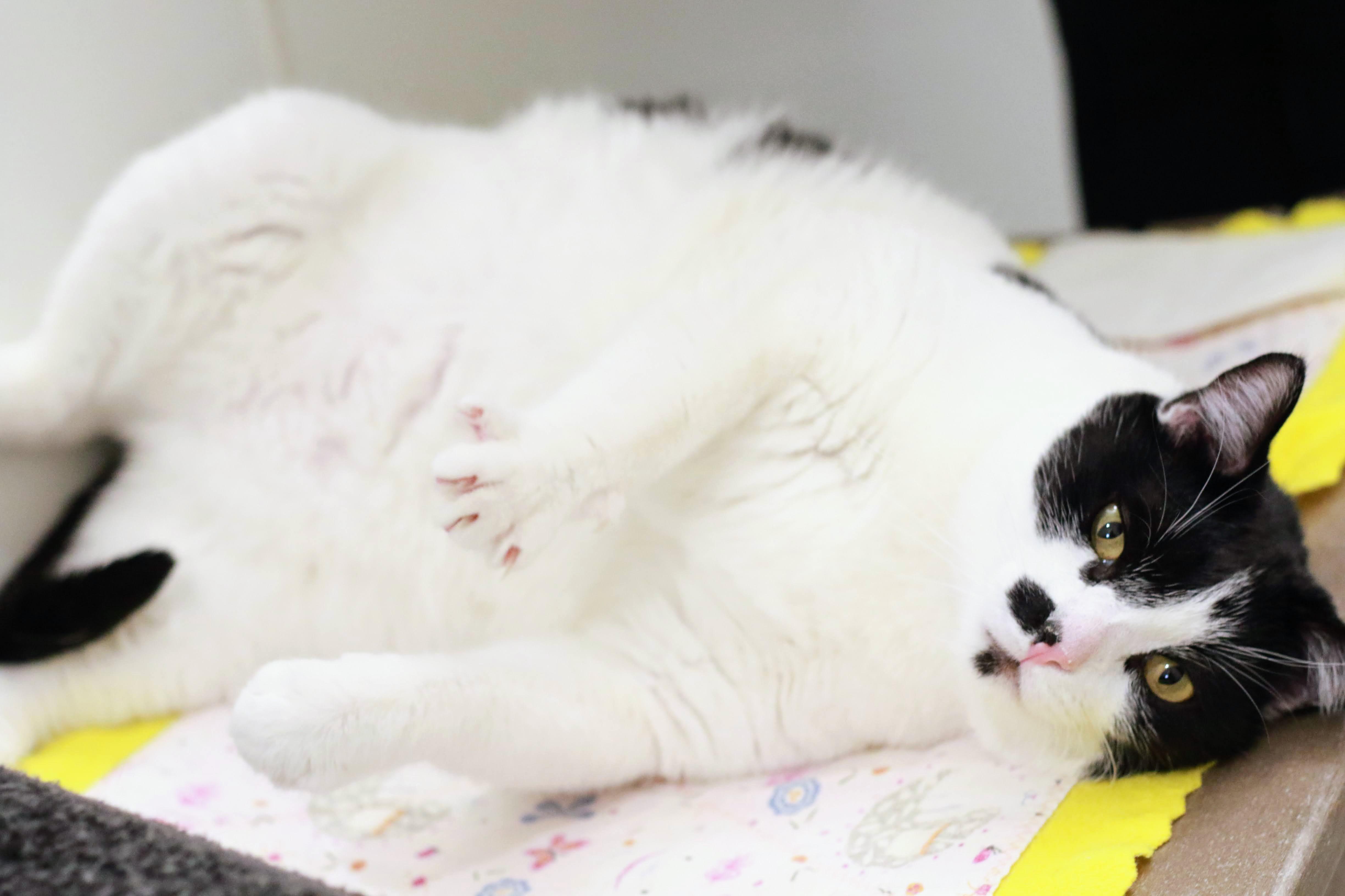 Dan Dan, a ADOPTABLE Domestic Short Hair in Boise, ID image 3/4