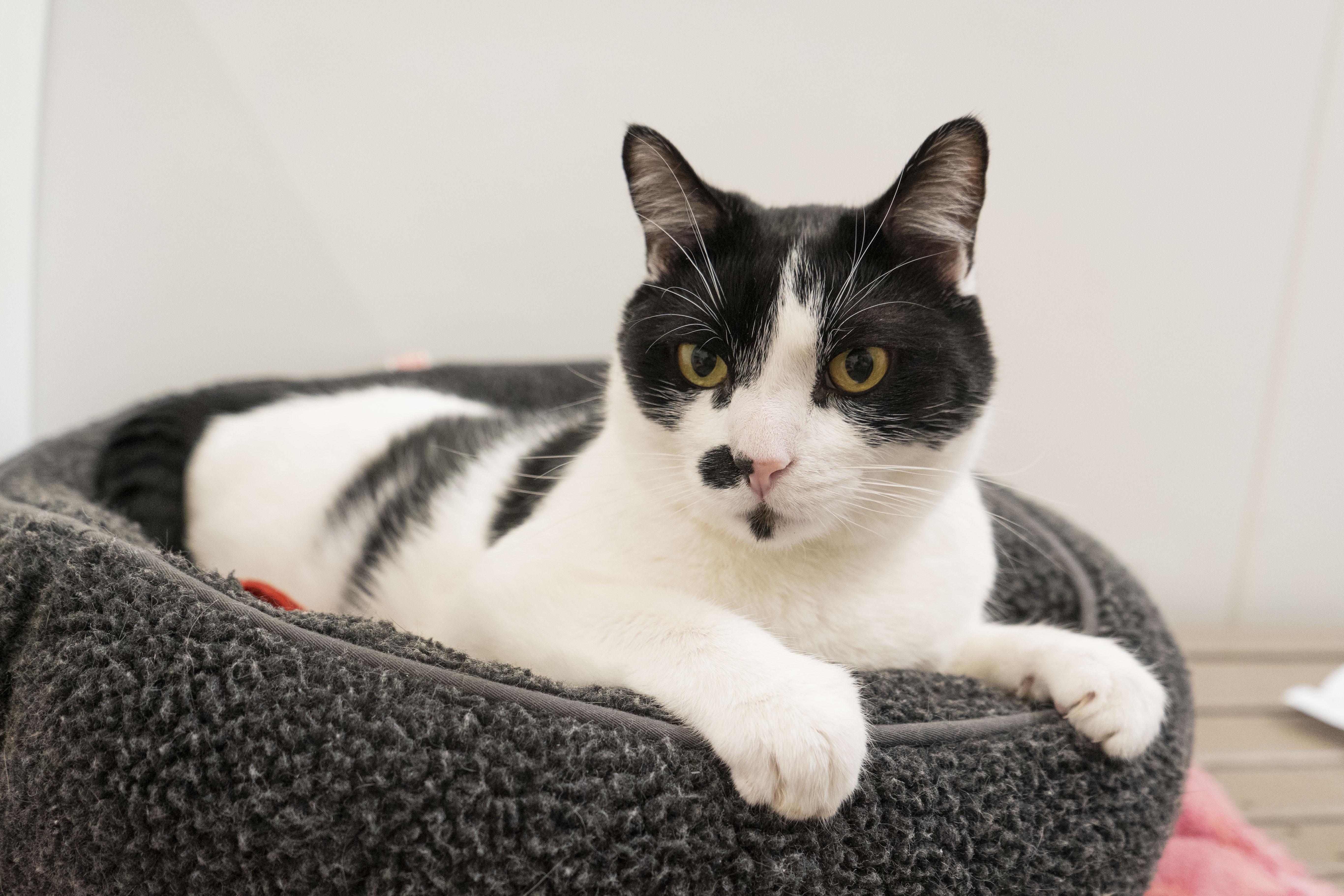 Dan Dan, a ADOPTABLE Domestic Short Hair in Boise, ID image 4/4