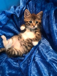 Blossom, a Adoptable mixed breed in Gainesville, FL image 1/6