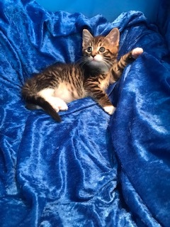 Blossom, a Adoptable mixed breed in Gainesville, FL image 2/6