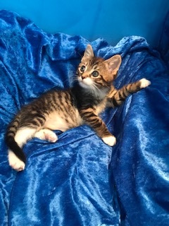 Blossom, a Adoptable mixed breed in Gainesville, FL image 3/6