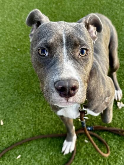 Enlarge Luna, a Adoptable mixed breed in Wichita, KS image 1/6