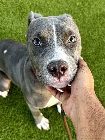 Enlarge Luna, a Adoptable mixed breed in Wichita, KS image 2/6