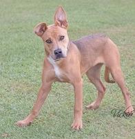Shirley, Adoptable, Young Female Pointer.