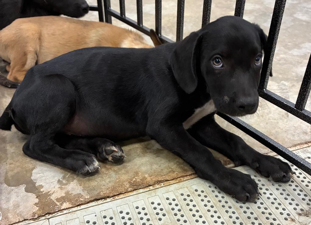 Sketchers, Adoptable, Puppy Male Labrador Retriever & Australian Cattle Dog / Blue Heeler.
