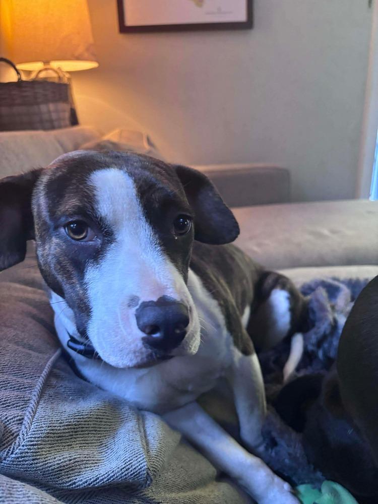 Tonya, Adoptable, Puppy Female Mixed Breed.