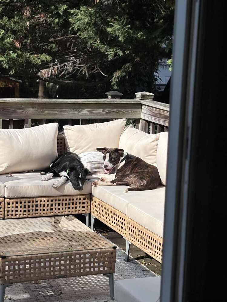 Tonya, a Adoptable mixed breed in Valley Stream, NY image 2/6