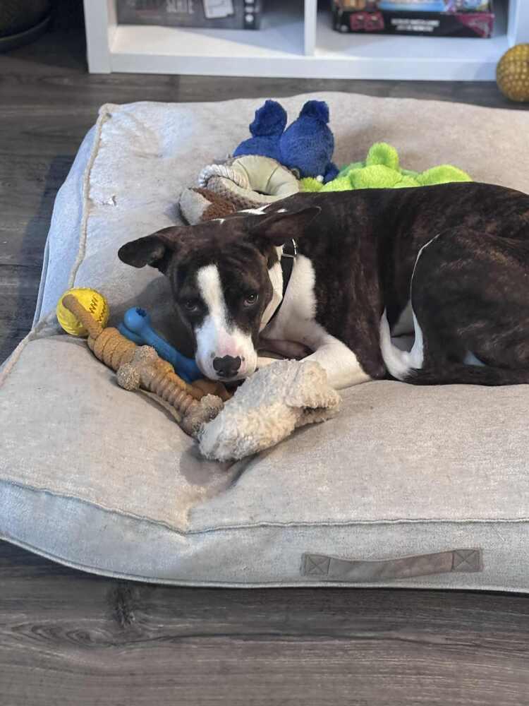 Tonya, a Adoptable mixed breed in Valley Stream, NY image 3/6