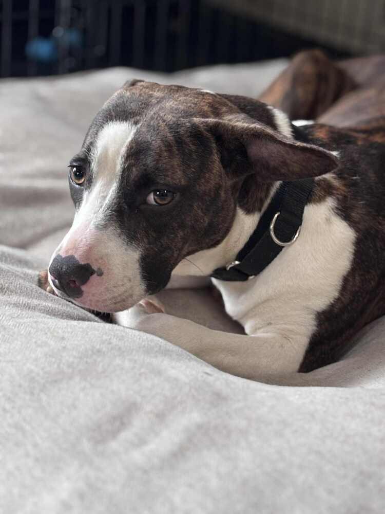 Tonya, a Adoptable mixed breed in Valley Stream, NY image 4/6