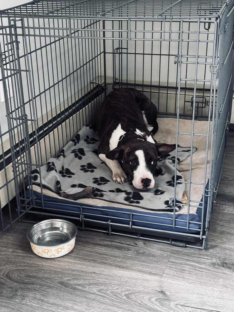 Tonya, a Adoptable mixed breed in Valley Stream, NY image 5/6