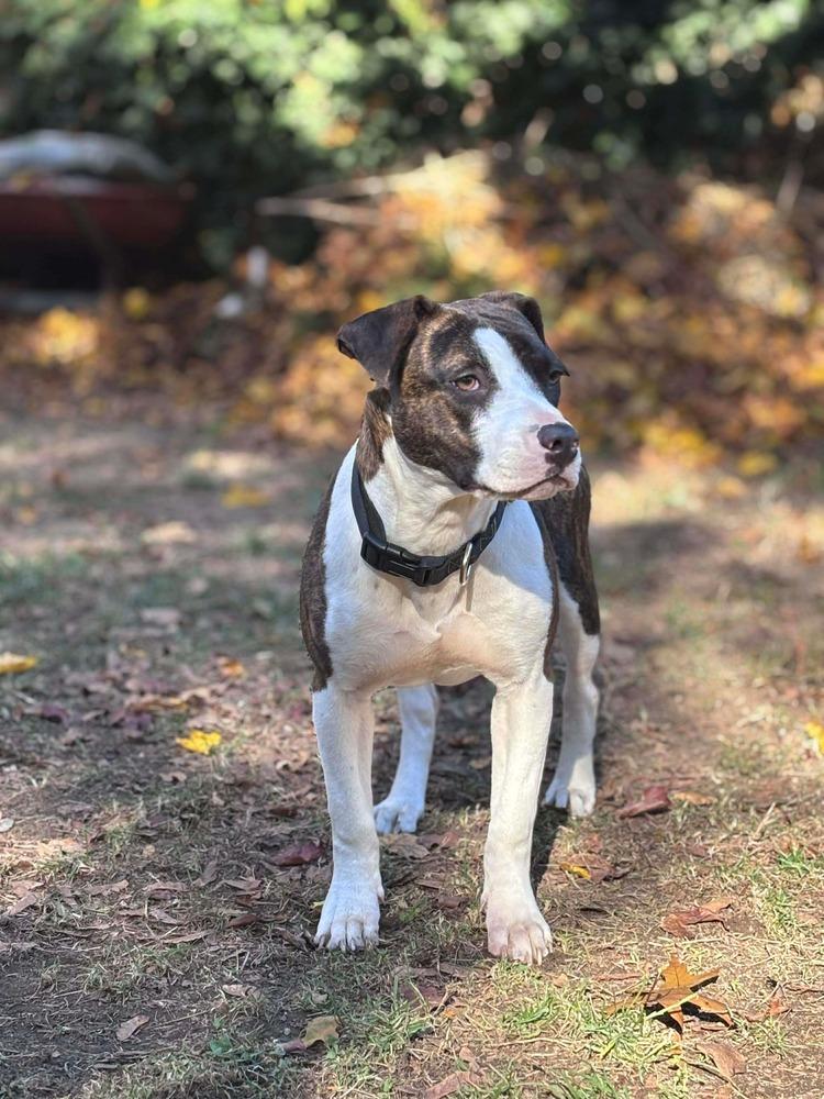 Tonya, a Adoptable mixed breed in Valley Stream, NY image 6/6