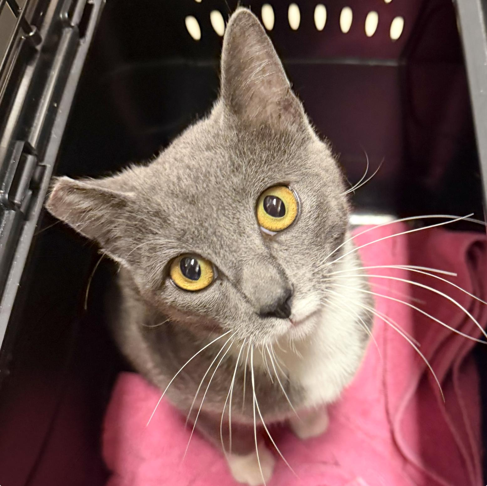 Enlarge Frogger, a Adopted Domestic Short Hair in Sonora, CA image 1/1