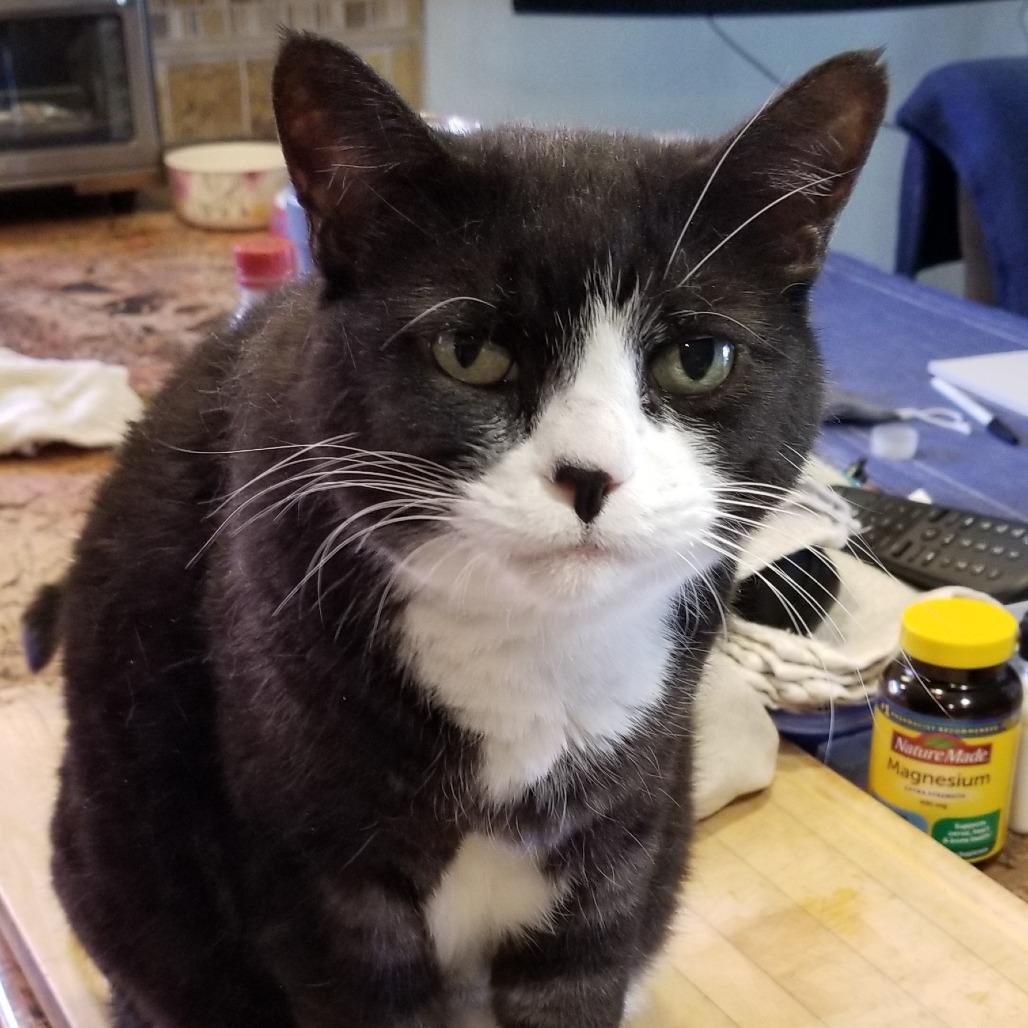 Susie, Adoptable, Senior Female Domestic Short Hair.